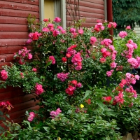 Beautiful Pink Summer Scene