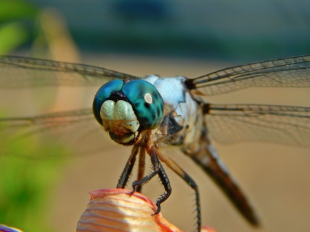 Beautiful Blue Dragonfly