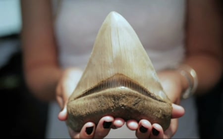 Megalodon Shark Tooth - dinosaurs, megalodon, tooth, shark