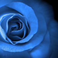 Love is Eternal Blue Rose