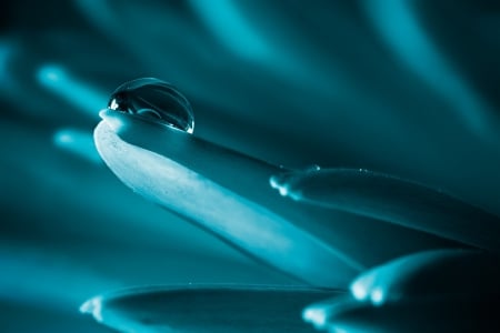 Drops - macro, blue, petals, drops