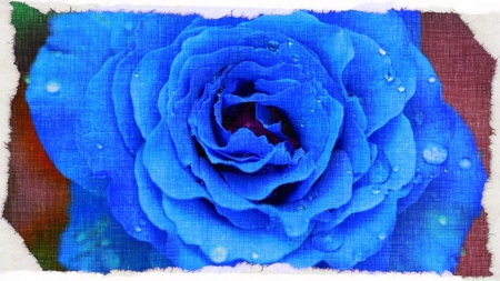 Blue Rose