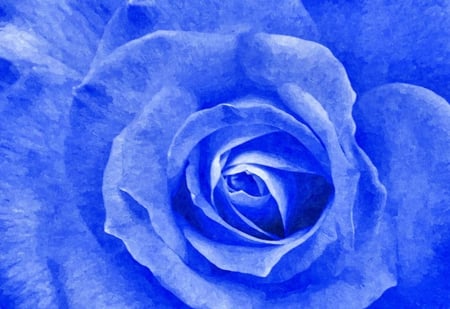 Blue - roses, macro, blue, rose, flower