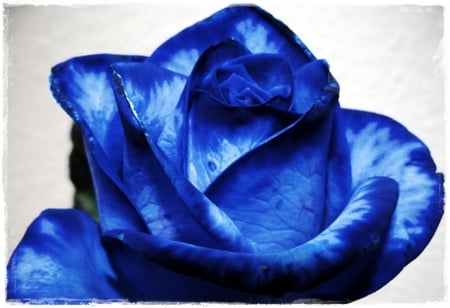 In Blue - flowers, rose, flower, blue