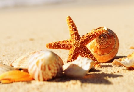 Seashells - shells, summer, beach, seashells, splendor, sea, summer time, sand