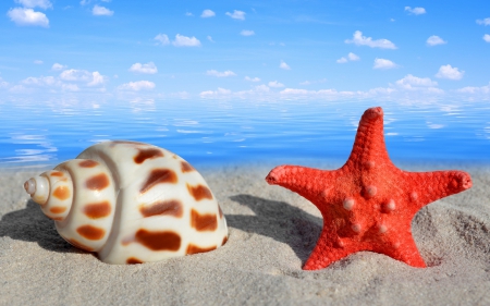 Seashells - summer, sand, summer time, splendor, beach, sea, seashells, shells