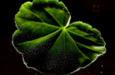 Green - macro, nature, leaf, green