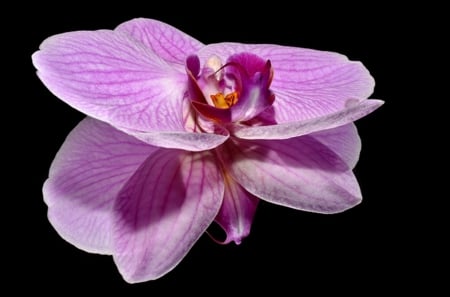 Orchid - macro, orchid, flower, purple