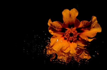 *** - orange, macro, flower, petals