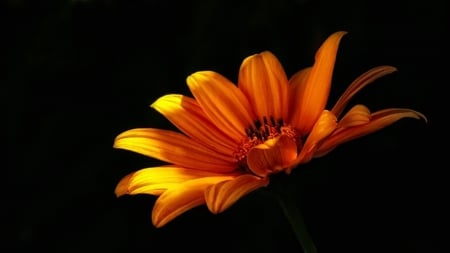 Flower - petal, yellow, orange, flower, petals