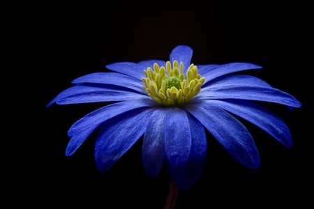 Floare albastra - flowers, macro, blue, petals