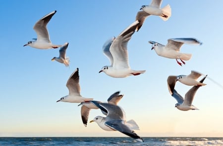 SeaGulls - birds, wing, fly, gulls, sea