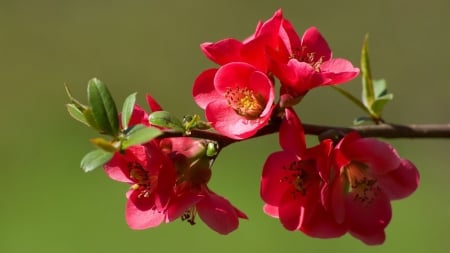 Spring Blooming - nature, buds, bloom, branch, flowers, spring