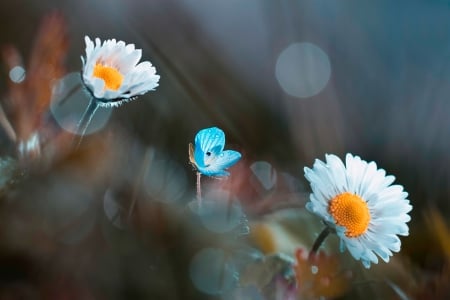 Beautiful Daisies - daisies, flowers, blur, nature, beautiful, background