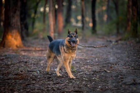 German shepherd - puppy, animals, lovely, pretty, puppys, beautiful, dog, animal, dogs, sweet, cute