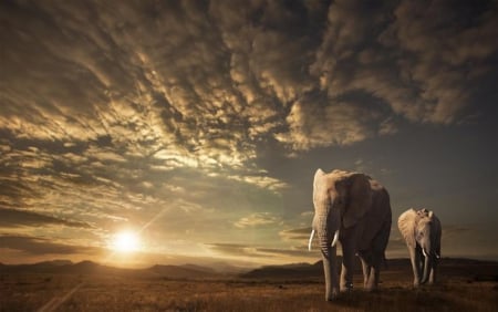 Walking on the Savannah - elephants, sunset, nature, beautiful, splendor, landscape, savannah, animals