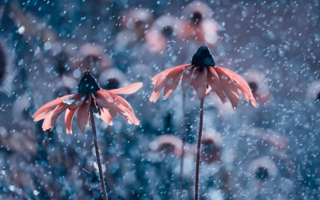 Flowers - flower, rain, pink, nature, blue