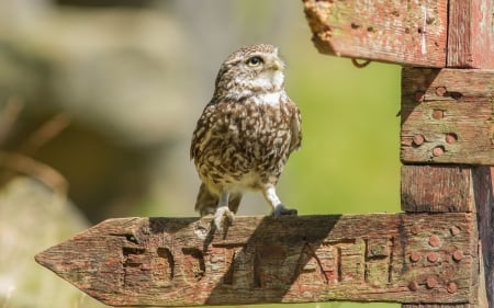 Owl - owl, bird, sign, wood, cute, guide