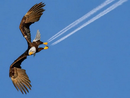 PERFECTLY TIMED PHOTO - photo, eagle, trail, smoke