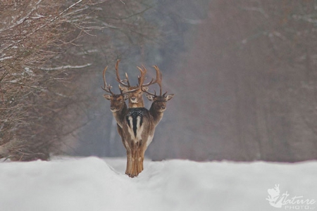 PERFECTLY TIMED PHOTO - photo, three, timed, animals