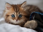 CUTE KITTY