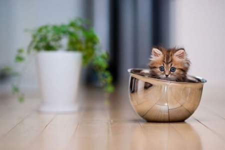 CUTE KITTY IN BOWL - bowl, kitty, cute, sitting