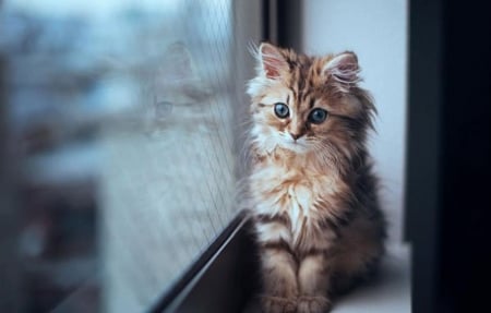 KITTEN AT WINDOW - window, cute, sitting, kitten