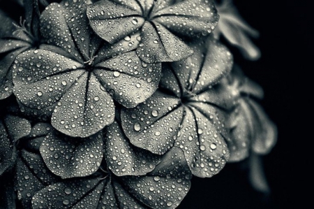 Steel Bloosoms - black and white, steel, flowers, drops