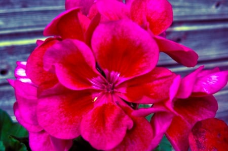 Flowers (My photography) - flowers, nature, purple, flower, pink