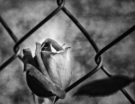 ~*~ - one, chains, bud, rose, black and white