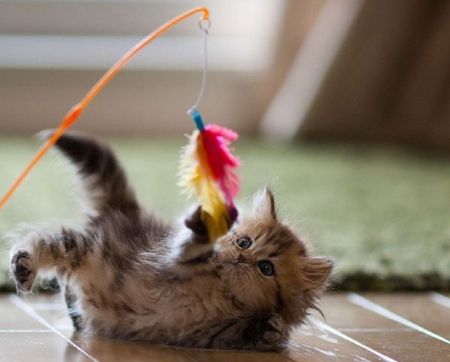 KITTY PLAYING WITH FEATHER - cute, playing, kitty, little