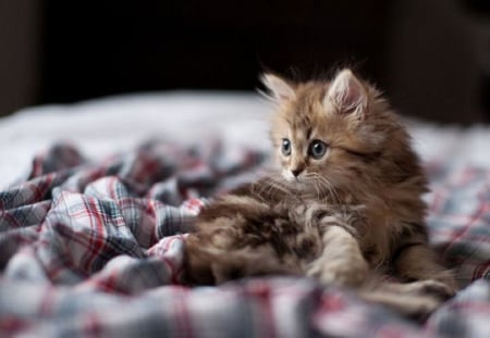 LITTLE CUTE KITTEN - CUTE, KITTEN, LITTLE, CAT