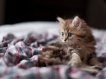 LITTLE CUTE KITTEN