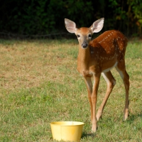 Fawn Deer in the Wild