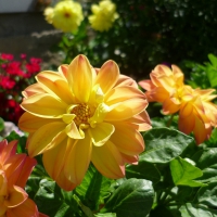 Home Garden Dahlias