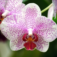 Beautiful Violet Orchid