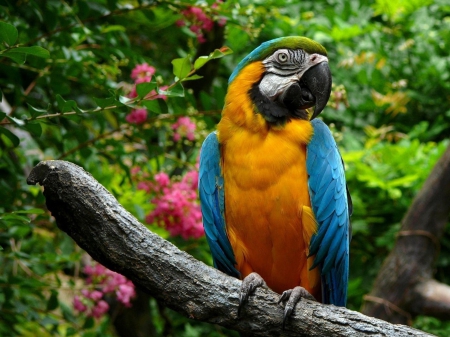 Macaw - animals, macaw, parrot, hd, birds