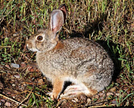 Rabbit - field, alone, grass, wild