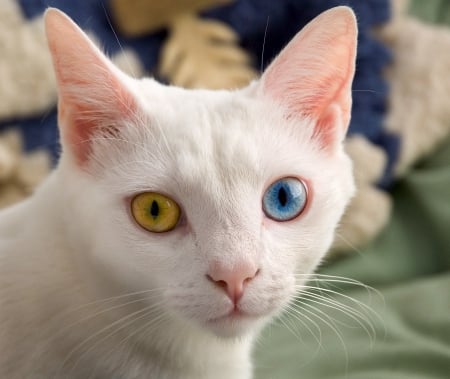 white cat - colors, odd, june, eyes