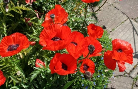 Poppies - blossoms, garden, red, plants, spring