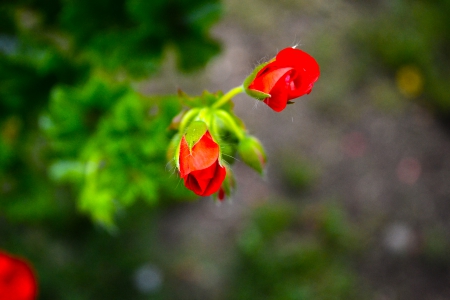 Red Flowers - nature, green, flowers, red