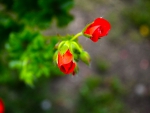 Red Flowers