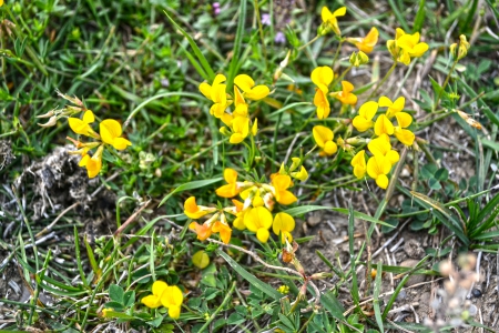 Yellow Flowers - green, flowers, romania, yellow