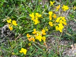 Yellow Flowers