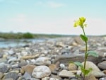 Flower with rocks