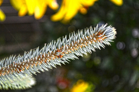 Fir Tale - fir, tree, romania, tale