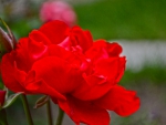 Red Rose