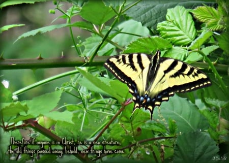 Butterfly and new life ~ - wings, butterfly, gift, beautiful, lovely, life, amazing, nature