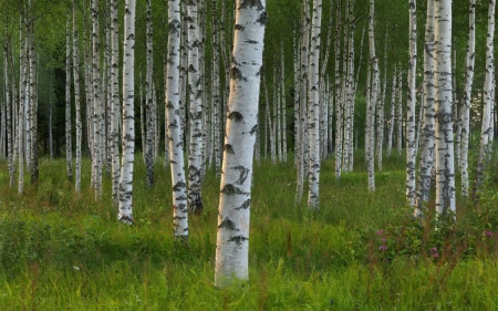 Swedish summer - north, swedish, nordic, landscape, summer, wallpaper, hd, nature, forest, sweden, tree, grass, scene