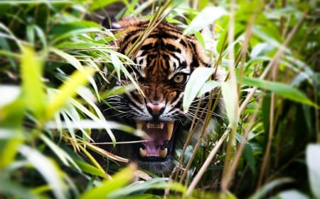 Eyes of a Tiger - tiger, animals, jungle, eyes